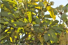 Actinodaphne bourdillonii